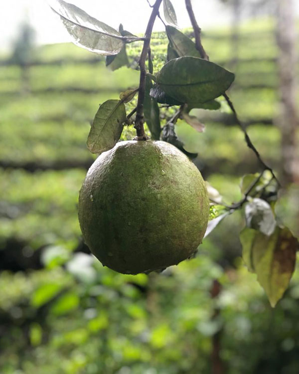 best vagamon resorts