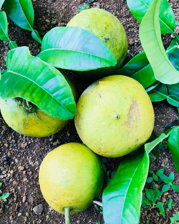 best resorts in vagamon kerala