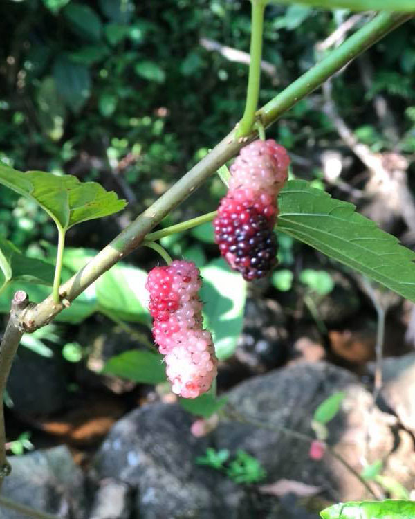 good hotels in vagamon