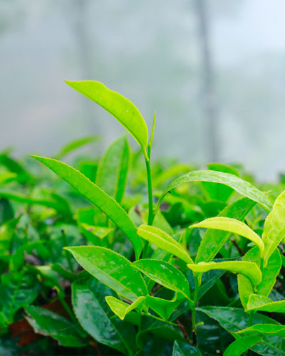 vagamon resorts for family