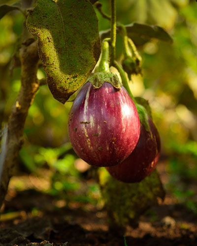 vagamon resorts 5 star